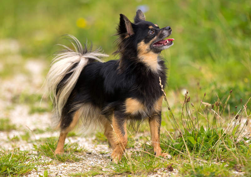 Čihuahua (Chihuahua)