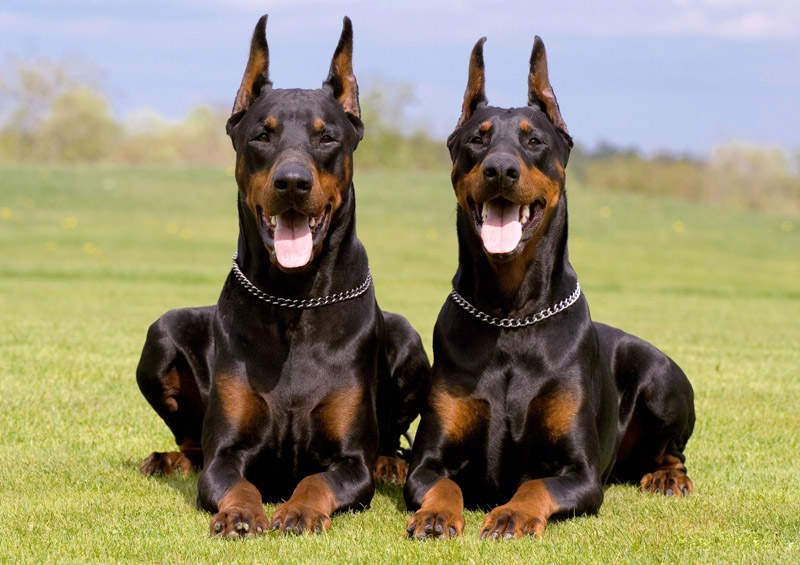 Dobermanas (Dobermann)