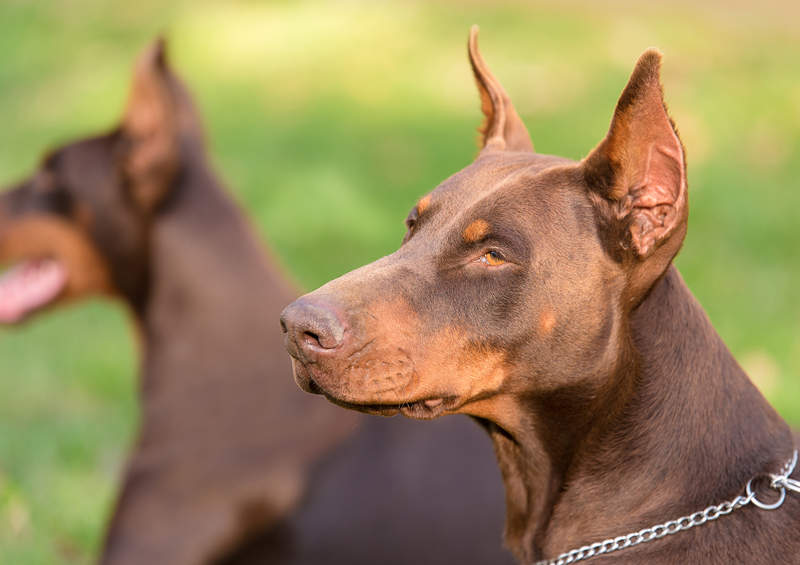 Dobermanas Dobermann