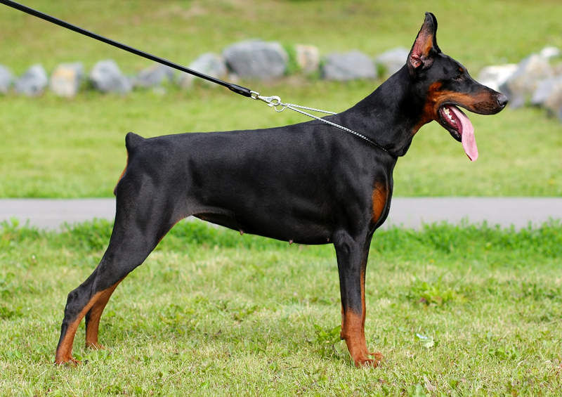 Dobermanas Dobermann