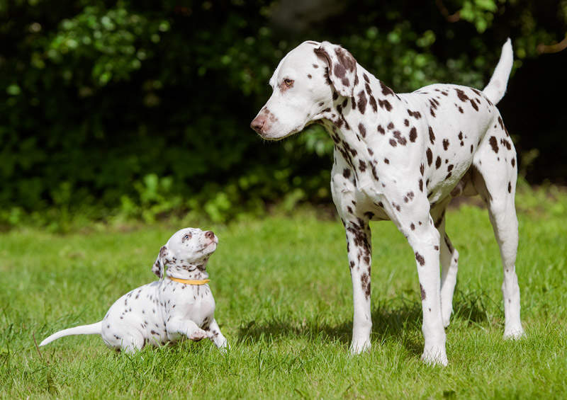 dalmatinai Dalmatian