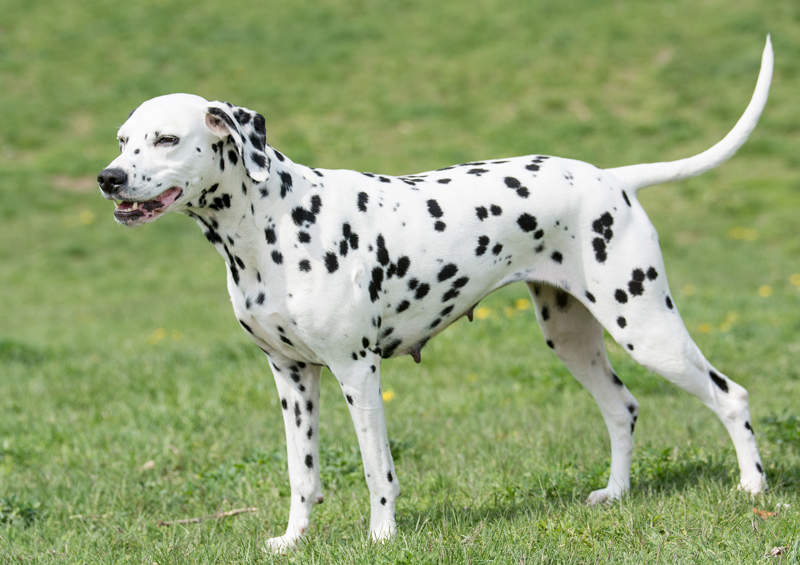 Dalmantinas (Dalmatian)