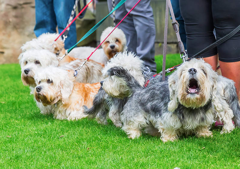 dendzio Dinmonto terjerai Dandie Dinmont Terrier