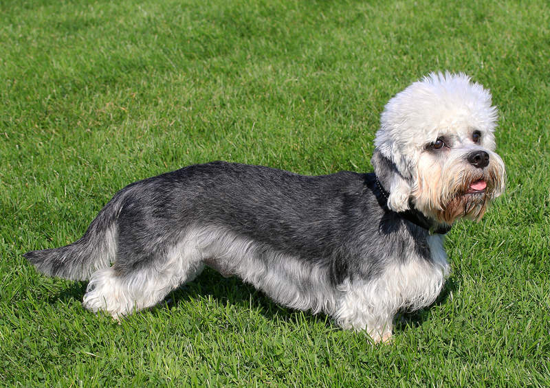 dendzio Dinmonto terjeras Dandie Dinmont Terrier