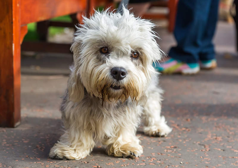 dendzio Dinmonto terjeras Dandie Dinmont Terrier