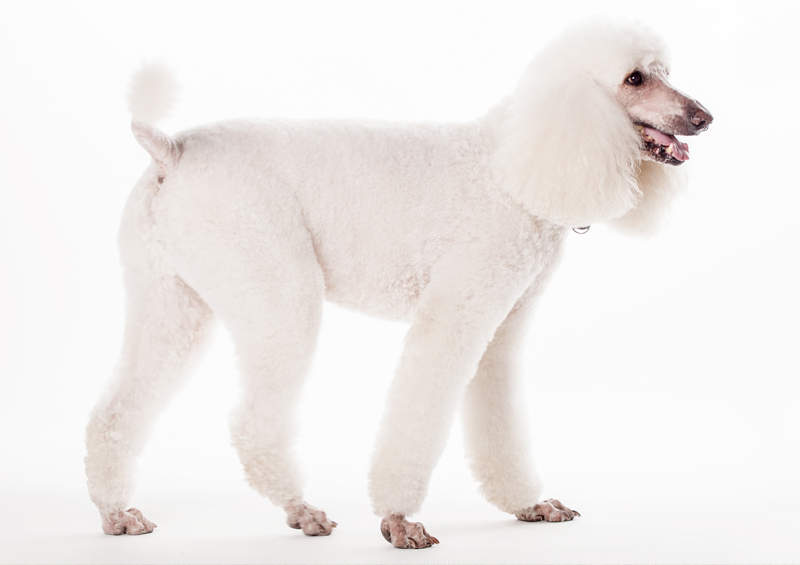 didysis pudelis karaliskasis poodle