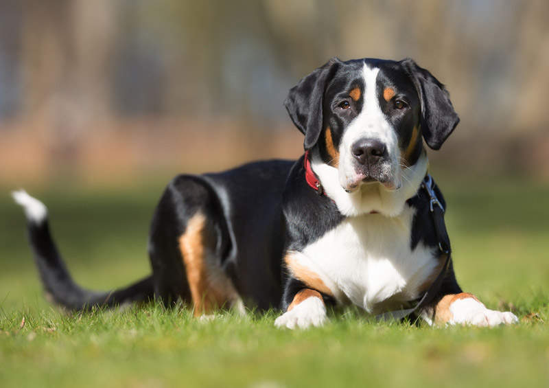 Didysis Šveicarų Zenenhundas (Greater Swiss Mountain Dog)