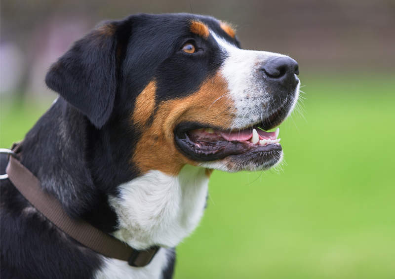 didysis sveicarų zenenhundas Greater Swiss Mountain Dog