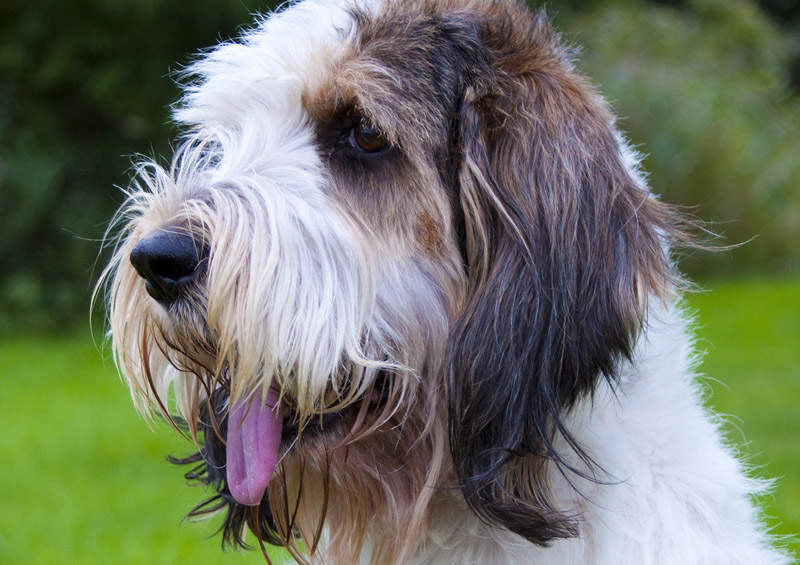 Didysis Vandėjos Baset-grifonas (Grand Basset Griffon Vendeen)