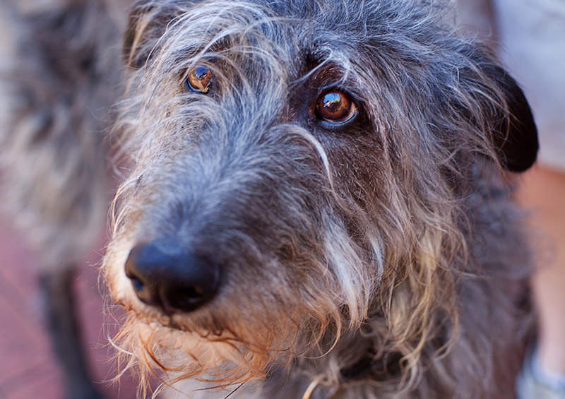 Dirhaundas (Scottish Deerhound)