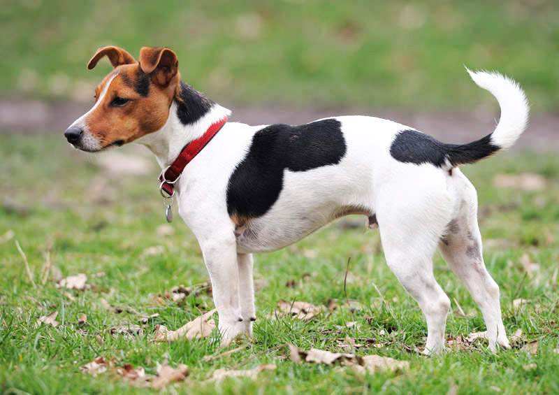 dzeko raselo terjeras jack russell terrier