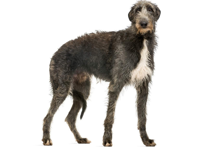 Dirhaundas (Scottish Deerhound)