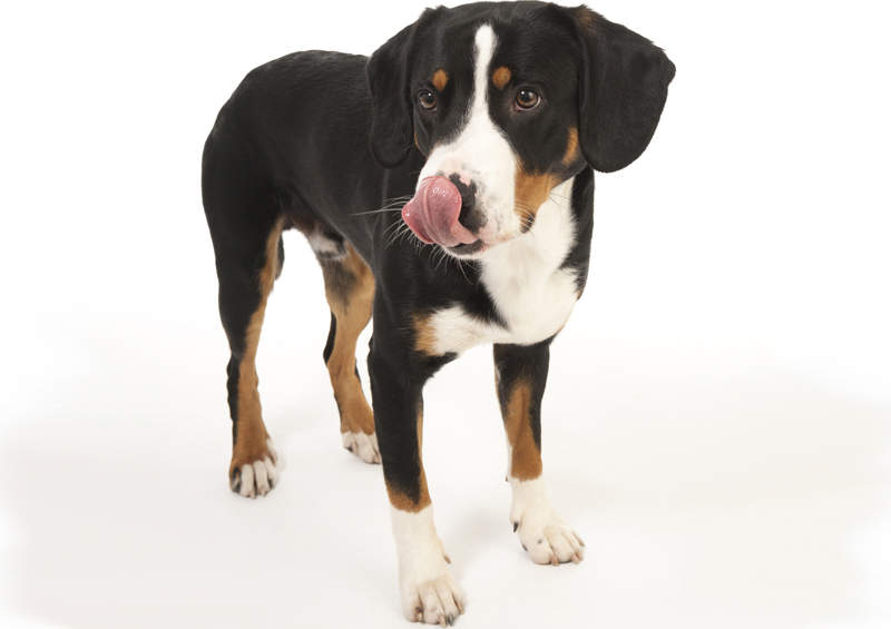 Entlebucho zenenhundas (Entlebucher Mountain Dog)