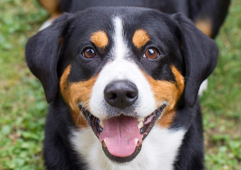 Entlebucho zenenhundas (Entlebucher Mountain Dog)