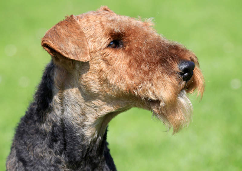 erdelterjeras Airedale Terrier