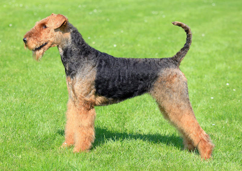 erdelterjeras Airedale Terrier