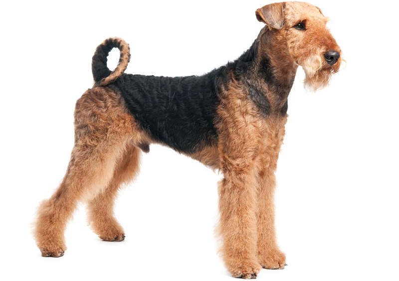 erdelterjeras Airedale Terrier