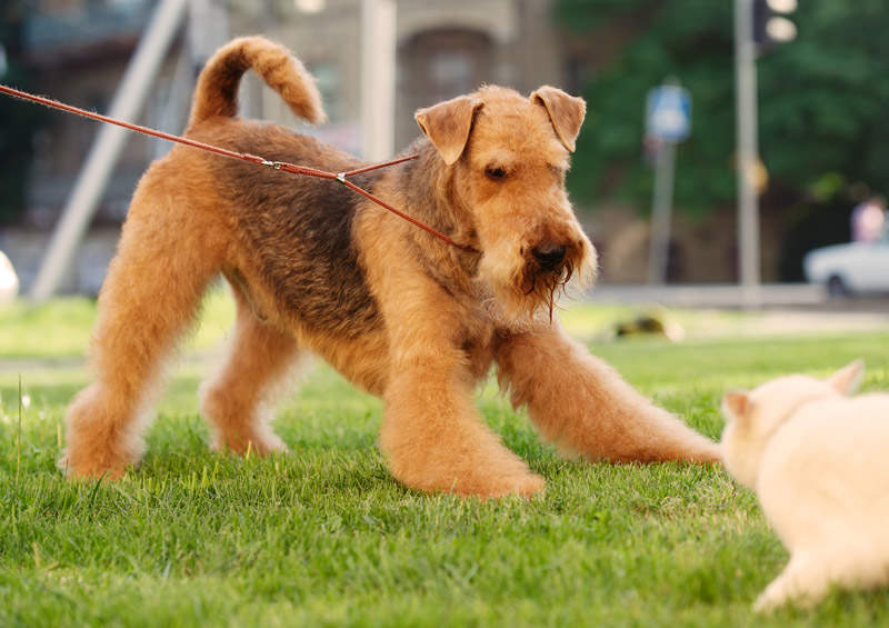 erdelterjeras Airedale Terrier