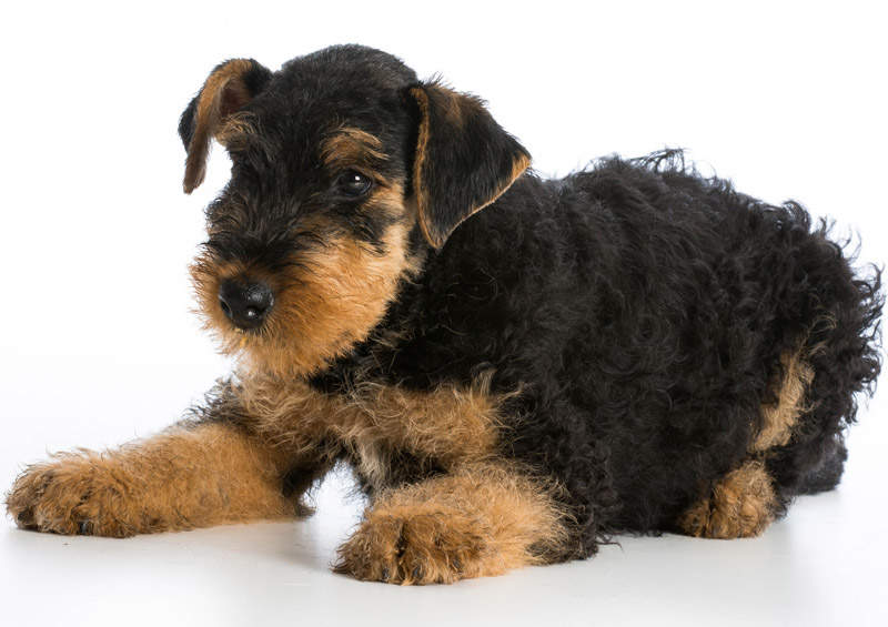 Erdelterjeras (Erdelio terjeras, Airedale Terrier)