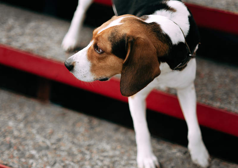 estu skalikas estonian hound