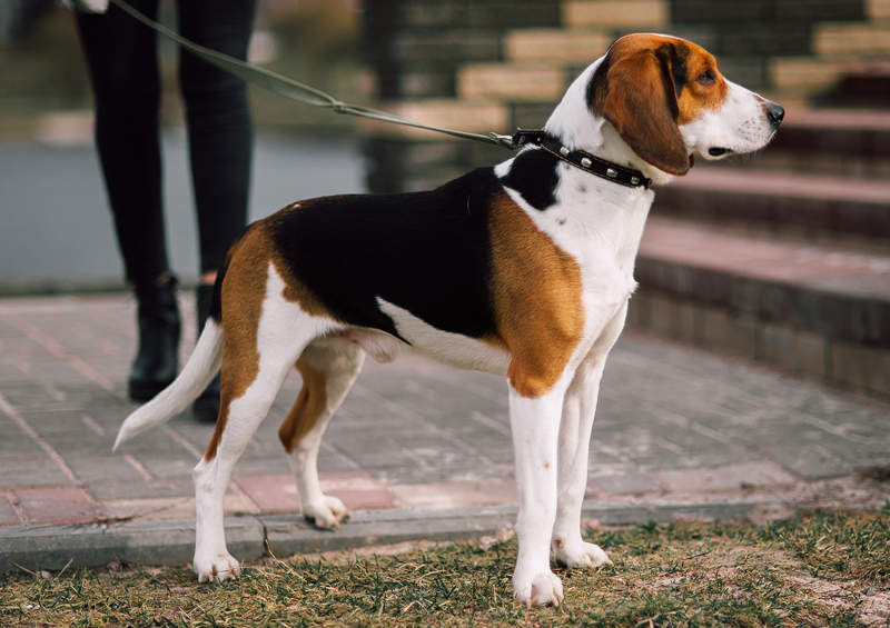 Estų skalikas (Estonian Hound)