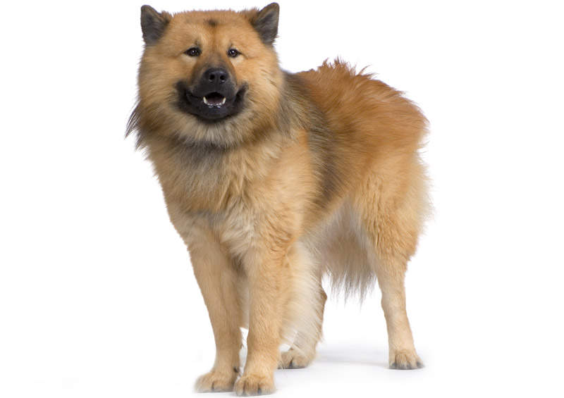 Eurazijos špicas (Eurasier)