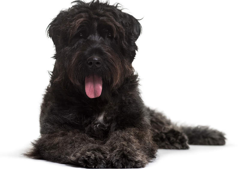 Flamandų buvjė (Bouvier des Flandres)