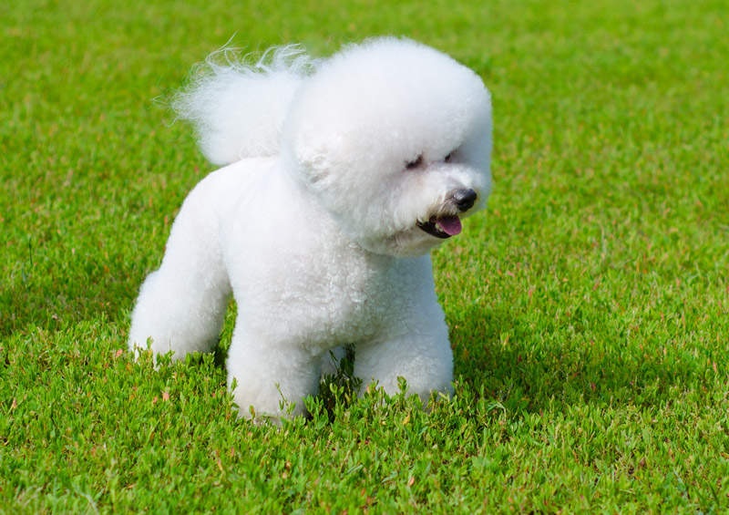 Garbanotasis bišonas (Bichon Frise)