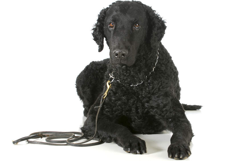 Garbanotasis retriveris (Curly Coated Retriever)