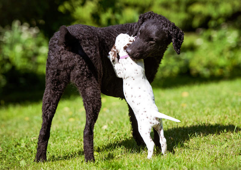 garbanotasis retriveris Curly Coated Retriever