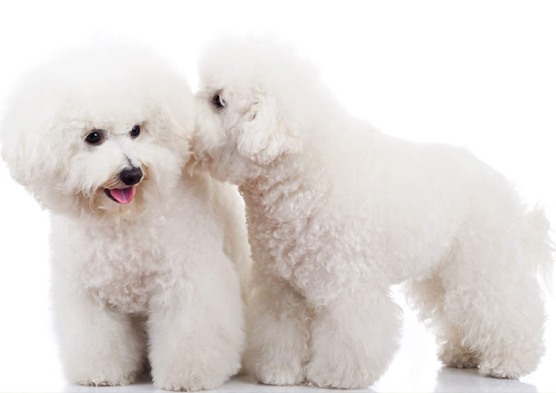 garbanotieji bisonai Bichon Frise