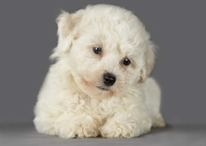 garbanotojo bisono suniukas Bichon Frise