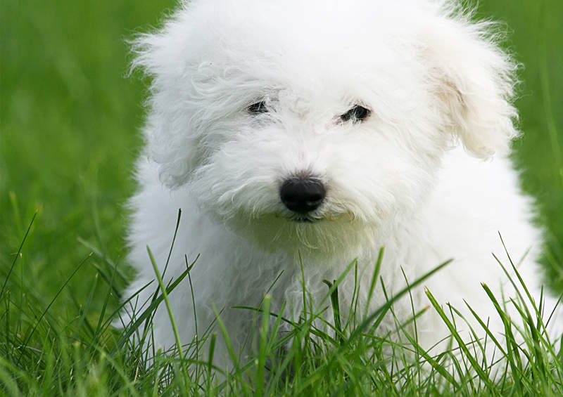 garbanotojo bisono suniukas Bichon Frise