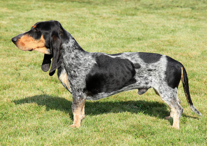 Gaskonės žydrasis basetas (Blue Gascony Basset)