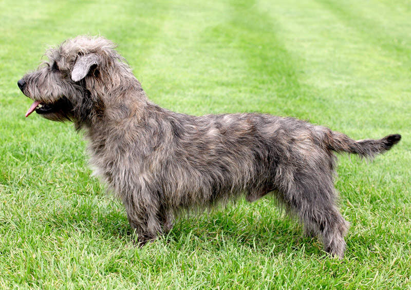 Gleno Imalio slėnio terjeras (Glen of Imaal Terrier)