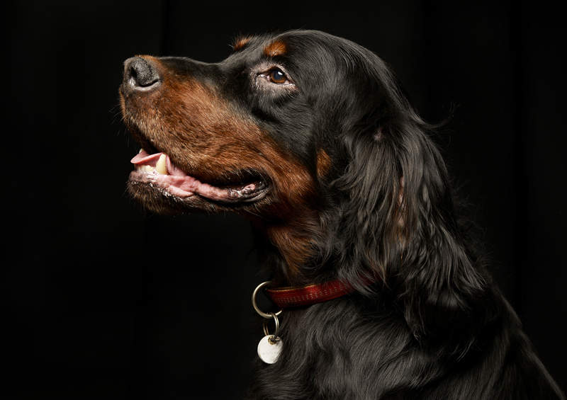 gordono seteris Gordon Setter