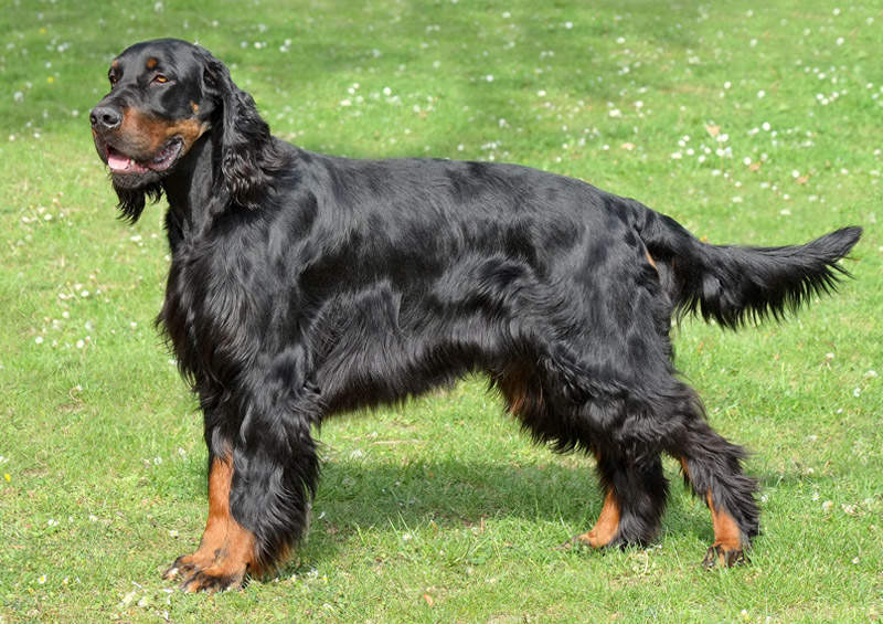 Gordono seteris (gordonas) (Gordon Setter)