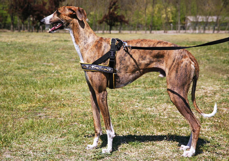 greihaundas Greyhound