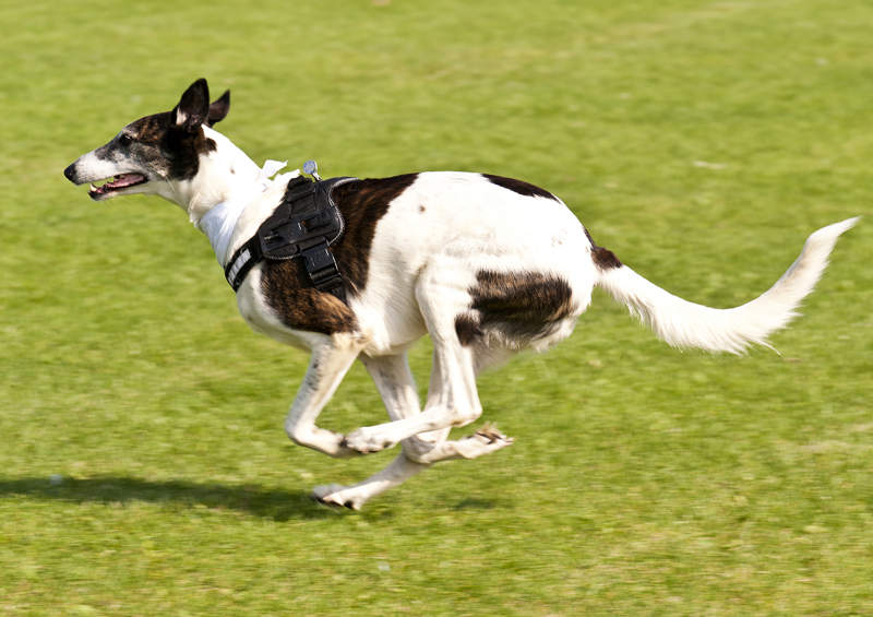 Greihaundas (Greyhound)