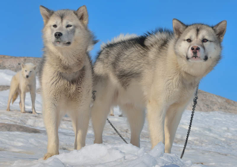 Grenlandijos šuo (Greenland Dog)