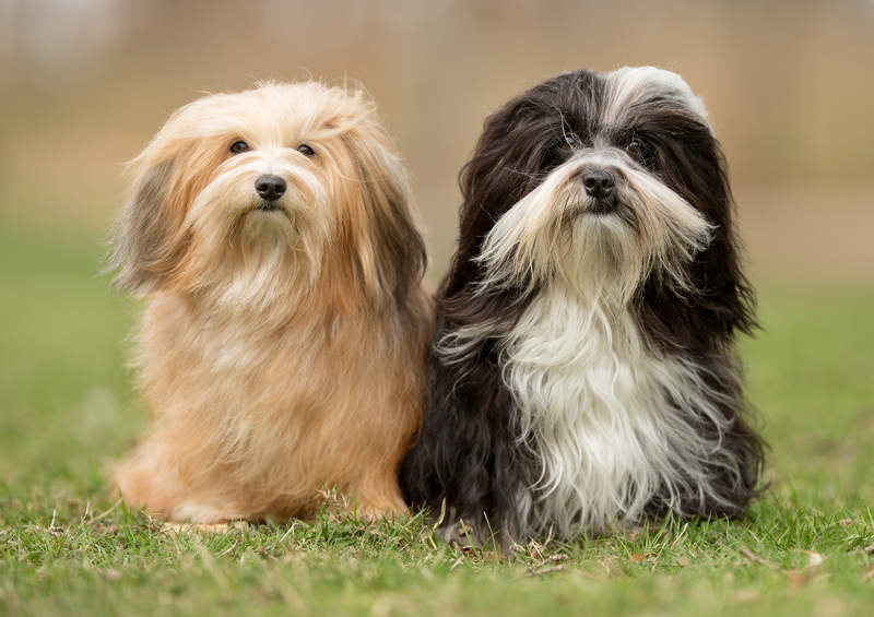 havanos bisonai Havanese