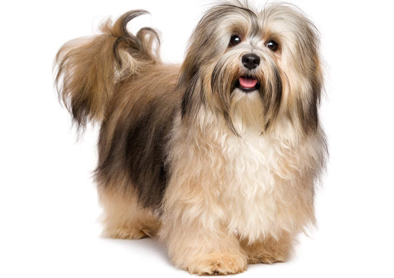 Havanos bišonas (Havanese)