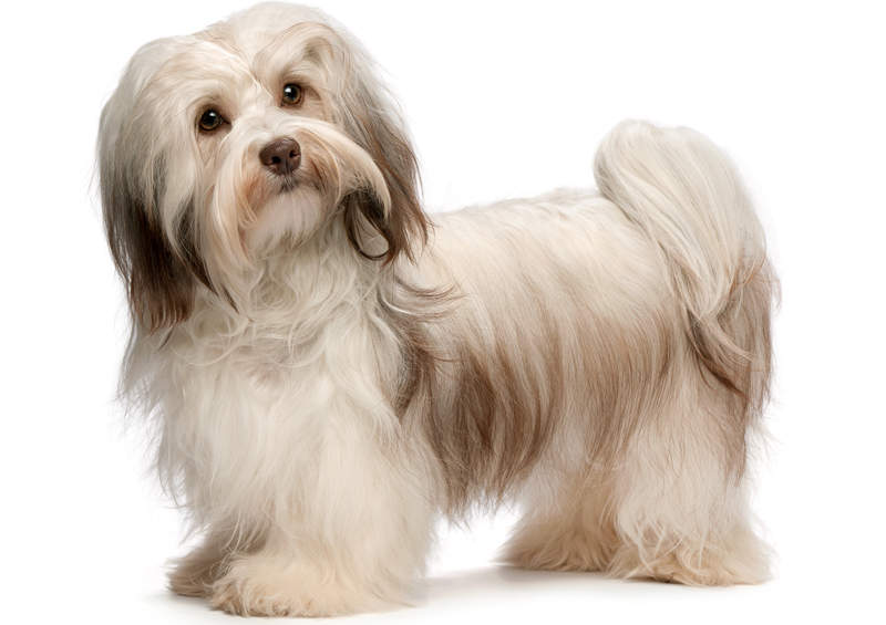 havanos bisonas Havanese