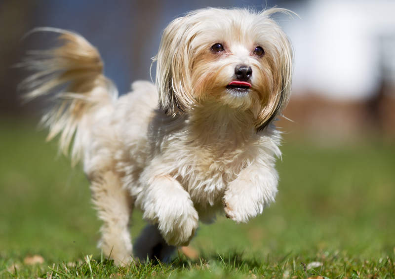 havanos bisonas Havanese