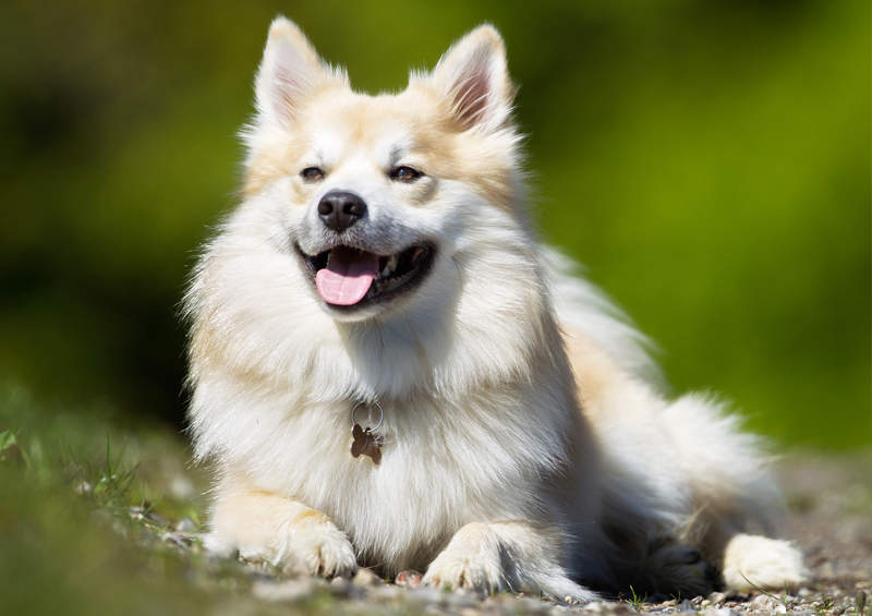Islandijos aviganis (Icelandic Sheepdog)