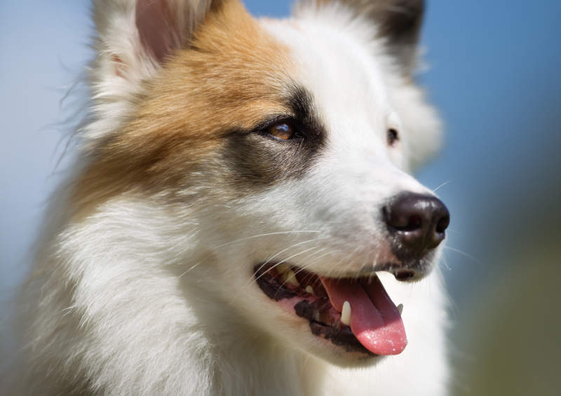 Islandijos aviganis (Icelandic Sheepdog)