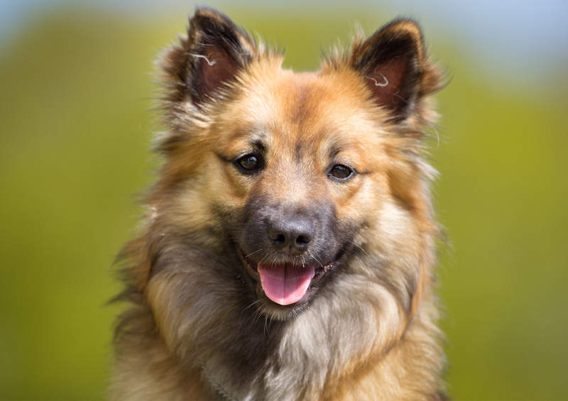 islandijos aviganis Icelandic Sheepdog