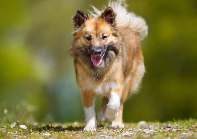 islandijos aviganis Icelandic Sheepdog