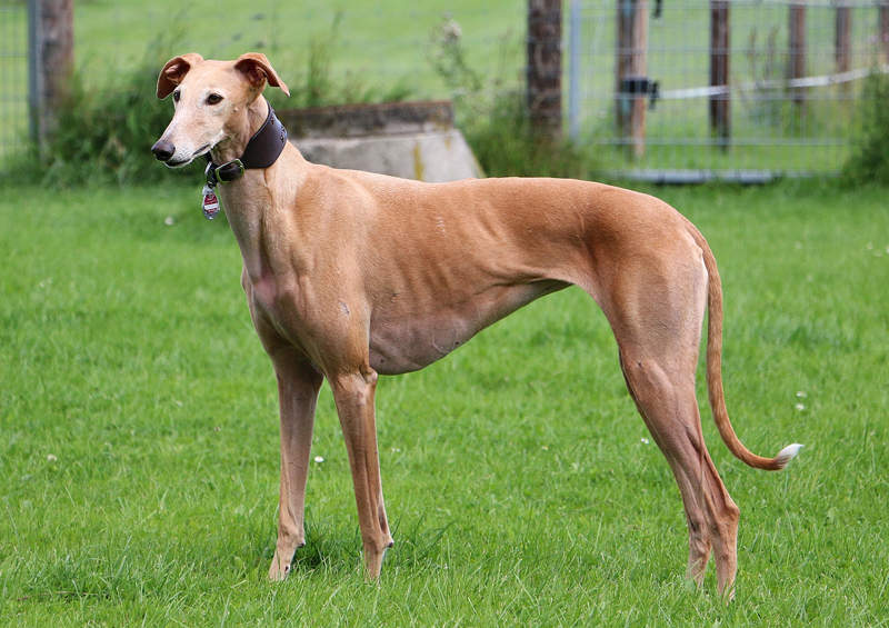 Ispanų kurtas (Galgo Espanol)