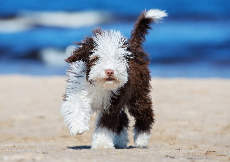 ispanu vandens suo Spanish Water Dog